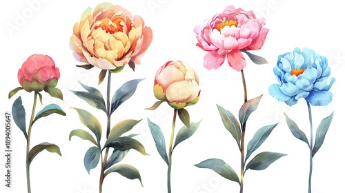 Set of vibrant peonies and buds in watercolor style with diverse colors. Botanical clipart set isolated on a transparent background for floral design and scrapbooking.
