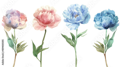 Set of colorful peonies with soft watercolor petals. Summer botanical clipart set isolated on a transparent background for pattern design and greeting cards.