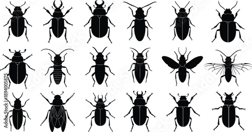 Insect silhouettes collection beetles bugs different species animal wildlife nature isolated black vector illustration set