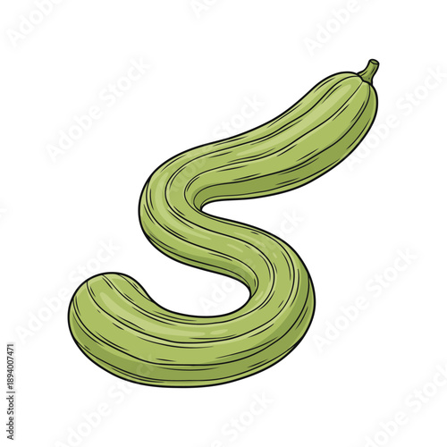 Fresh Green Snake Gourd Vegetable Vector Illustration
