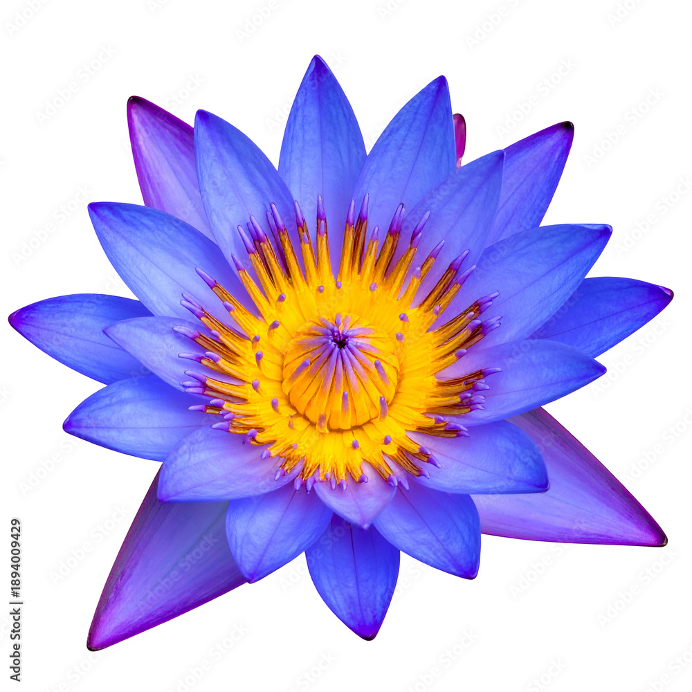 Fototapeta premium Close-up of a vibrant blue and yellow water lily against a black background