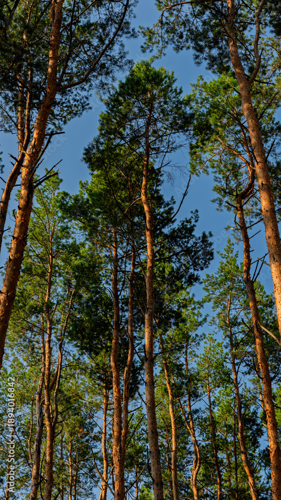 Obraz premium Sunlit pine tree trunks against a blue sky.