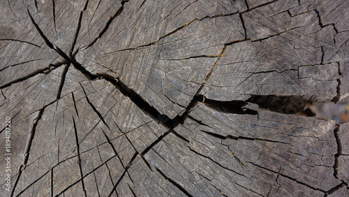 The surface of an old gray stump is covered with large cracks.