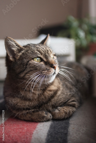 ordinary domestic cat is comfortably ensconced and looking out the window