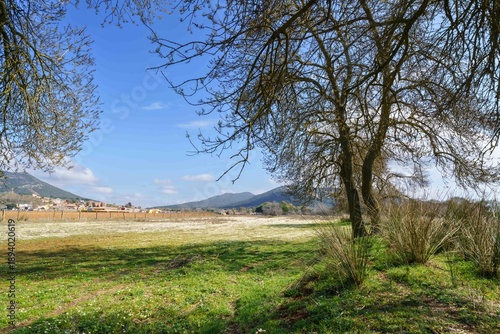 A field with a tree in the middle and a blue sky