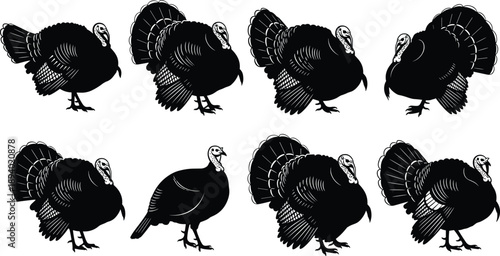 Turkey silhouette collection with wild and farm birds in different poses, detailed black vector poultry illustrations isolated on white background