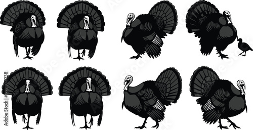 Wild turkey silhouette set displaying male turkeys in various poses, detailed black vector bird illustrations isolated on white background
