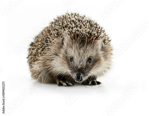 Junger Igel freigestellt auf weissem Hintergrund