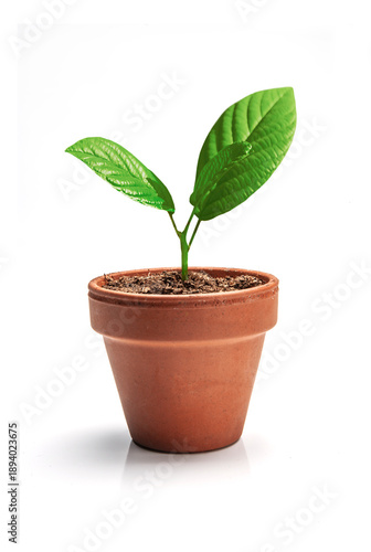 Blumentopf  aus Terracotta freigestellt auf weissem Hintergrund