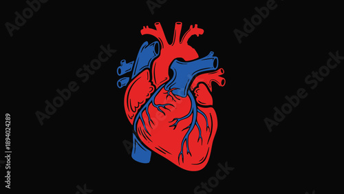 Detailed anatomical illustration of a human heart prominently displayed against a solid black background emphasizing the major arteries and veins in vibrant red and blue colors for medical study.