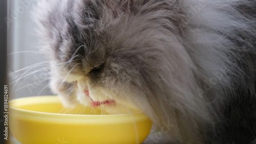 Adorable grey and white long-haired persian cat with green eyes lapping up water from a vibrant yellow bowl, quenching its thirst with its cute pink tongue visible in a close-up shot