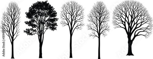Five deciduous tree silhouettes showing varied branching patterns and canopy shapes for botanical study, landscape design, seasonal illustration vector set