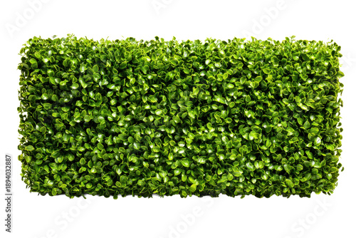 Rectangular green hedge panel topiary wall segment with dense small leaves, neatly trimmed straight edges and realistic foliage depth with soft shadowing, isolated on transparent background.