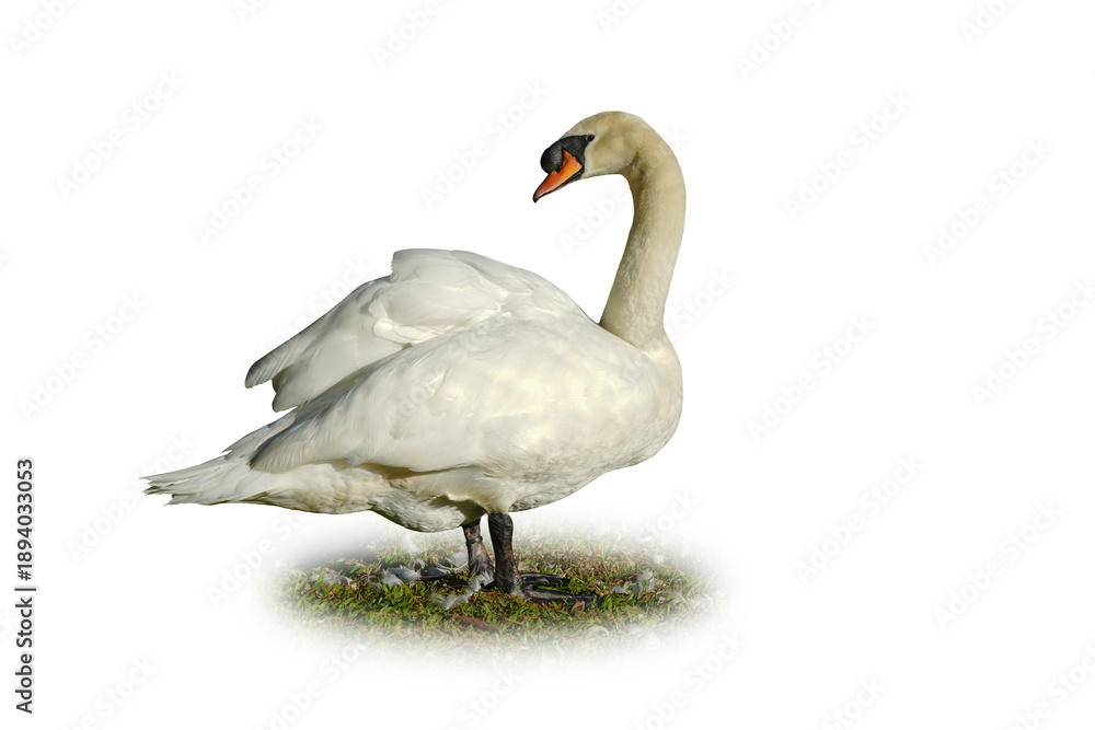 Fototapeta premium white swan isolated on white background. This has clipping path.