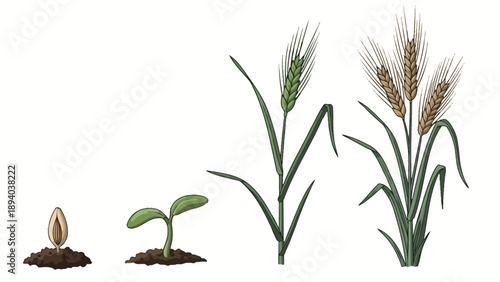 Wheat plant growth stages from seed to mature crop, isolated vector illustration for agriculture and farming concepts