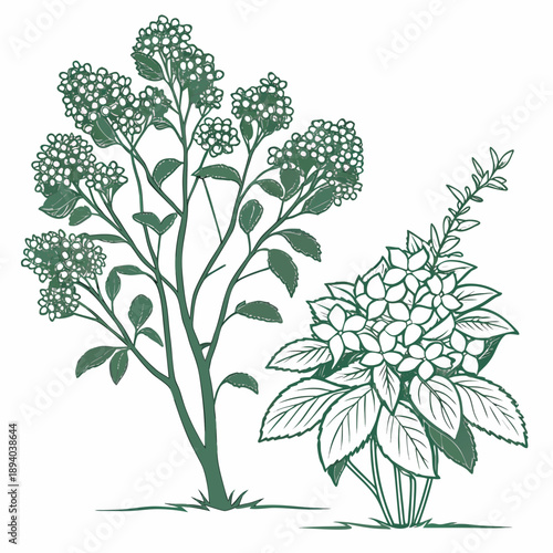 Illustration of floral plants