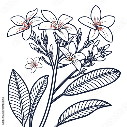 Delicate white frangipani flowers