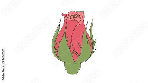 Detailed illustration of a pink rosebud with green sepals is ready to bloom into a beautiful flower representing growth and the beauty of nature.