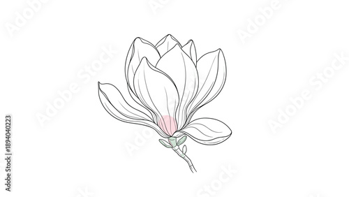 Single magnolia blossom is shown in a minimalist line art style with a soft pink gradient at the base of the petals.