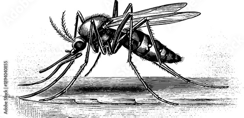 Vintage botanical engraving of a mosquito insect for scientific study and design