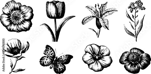 Vintage botanical engraving of flowers and butterfly for design and decor