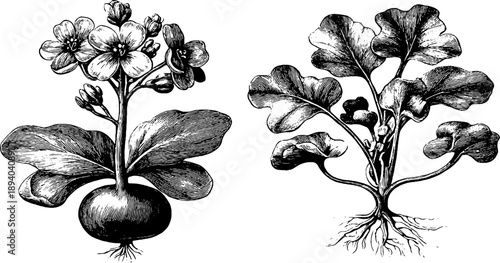 Mustard plant botanical illustration for agriculture and design