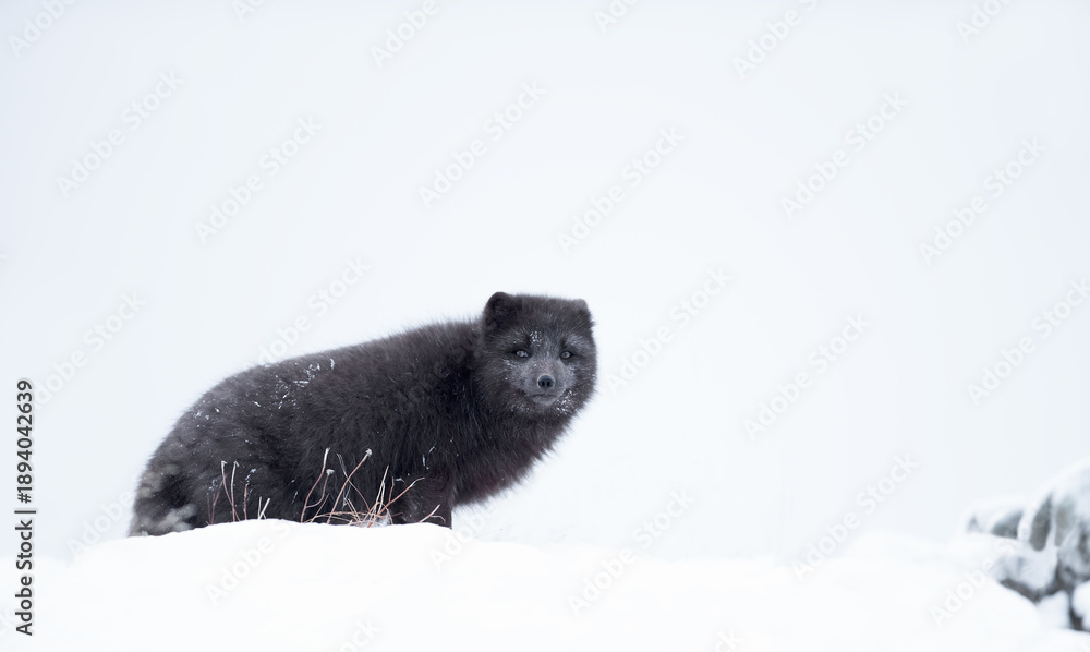 Fototapeta premium Blue morph Arctic fox walking in snowy white winter landscape