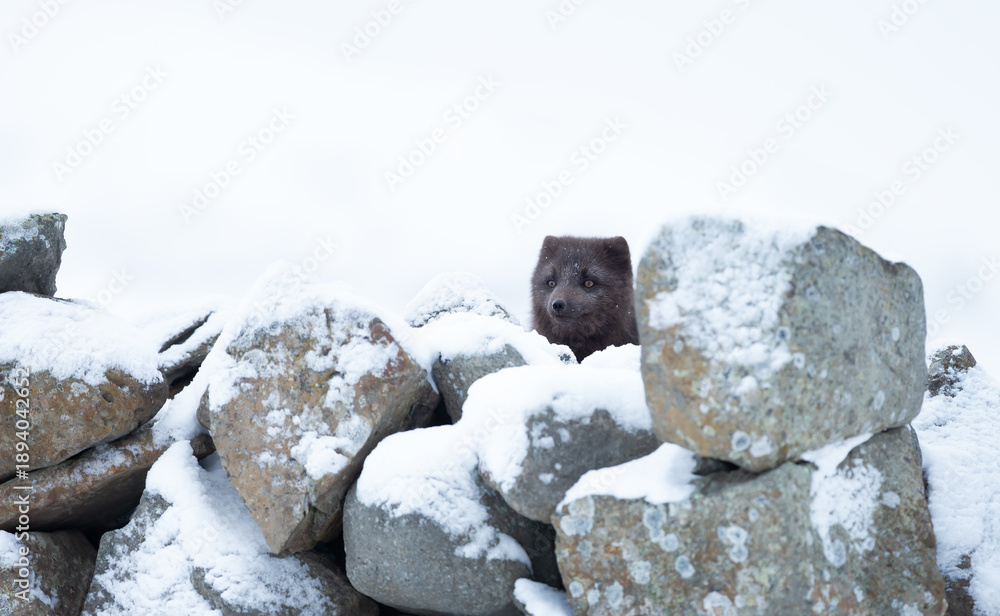 Obraz premium Blue morph Arctic fox peeking behind rocks in snowy white winter landscape