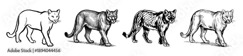 Four black and white hand-drawn illustrations of a walking cougar, showcasing a progression of artistic styles from simple line art to detailed cross-hatching and engraving
