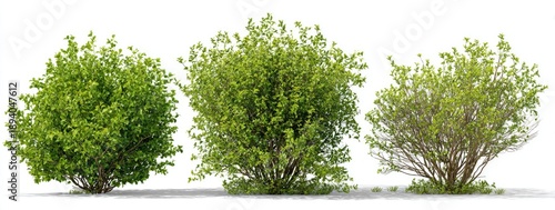 Three vibrant green shrubs with varying foliage density, against a white backdrop