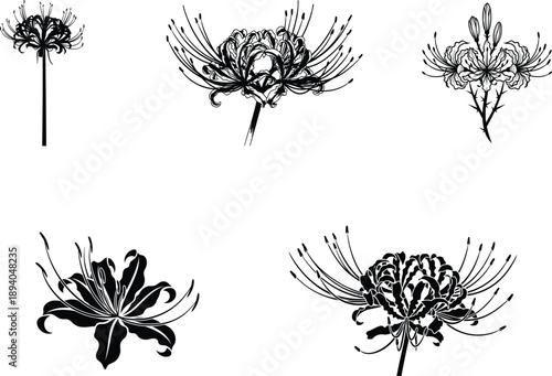 black and white illustrations of various spider lily flowers and buds
