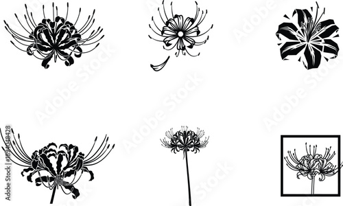 black and white spider lily flower designs