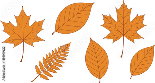 Collection of orange autumn leaves in multiple shapes isolated on white background, fall season botanical vector illustration