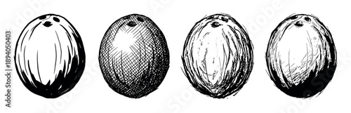 Four hand-drawn whole coconuts in a graphic sketch style showing different artistic ink textures and hatching techniques, a monochrome set of tropical fruit illustrations