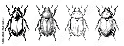 Collection of four black beetle illustrations in various hand-drawn ink styles, including detailed cross-hatching, bold graphic line art, and loose sketchy techniques