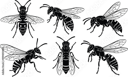 Wasp silhouette collection in various poses, black and white insect illustrations, segmented body, wing venation, entomology design, flat vector