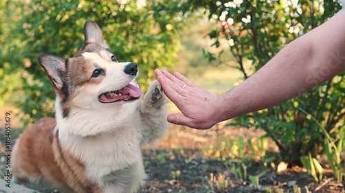 Happy corgi dog giving high five to owner outdoors in green park on sunny day. Trained pet interaction shows trust and friendship positive emotion, natural light shallow depth of field lifestyle video