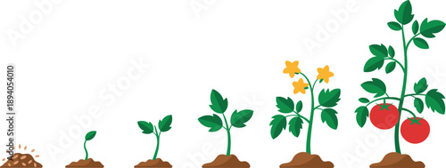 Tomato plant growth stages, seed to harvest, gardening cycle, vegetable development, farming process, educational biology illustration, plant life cycle