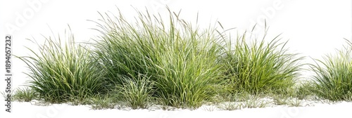 Lush ornamental grass border with varying heights and yellow-green coloration on a white background