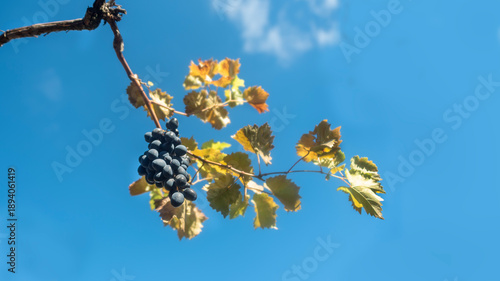 vine with a bunch of ripe black grapes against a blue sky with a white cloud
