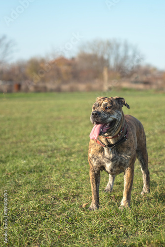 dog of the Ka de Bo breed is standing in a field with tongue, open mouth

