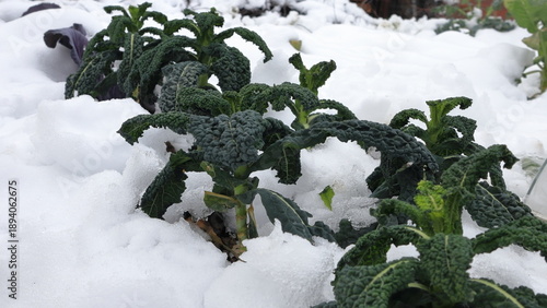 Quadro su tela Cavolo nero in orto durante inverno, caulus acephala
