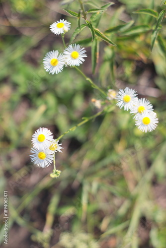 Blooming Erigeron annuus with small white daisy-like flowers and yellow centers growing in grass, wild meadow plant photographed outdoors in natural light with soft background blur.