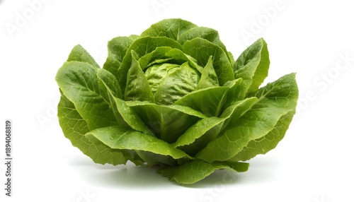Crisp, vibrant green lettuce head with lush, tightly packed leaves, fresh from the garden look