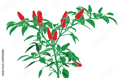 Chili pepper plant with ripe red fruits on branches, healthy organic food ingredient