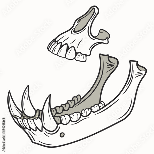 Fossilized animal mandible jawbone teeth fangs