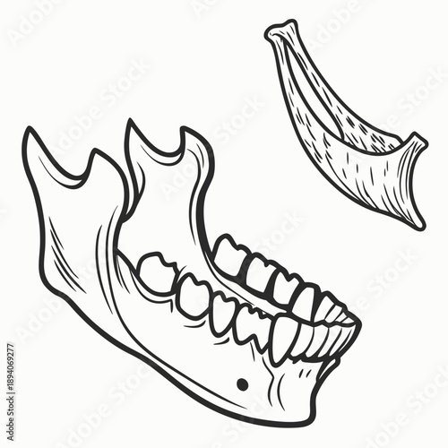 Of a fossilized mandible with teeth and a tusk jawbone