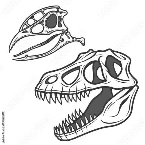Realistic ancient dinosaur jaw fossils skeleton skull