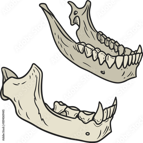 Of two fossilized jawbone pieces scientific paleontology