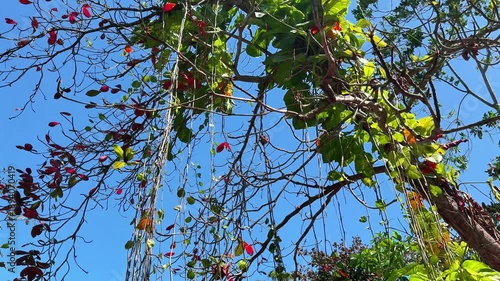 Beautiful tropical tree in Sri Lanka
